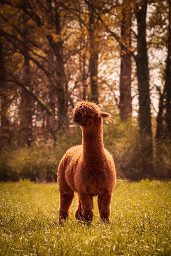 De Betze - Country Life Geetbets Exterior foto