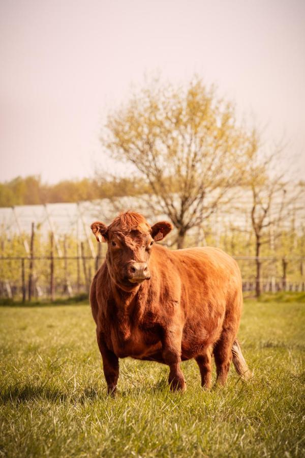 De Betze - Country Life Geetbets Exterior foto